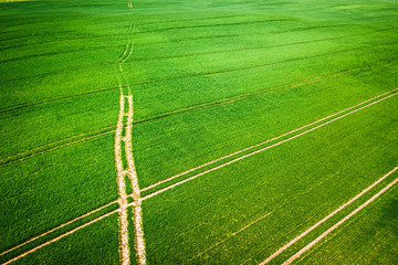Wall Mural - Aerial view of green field with tractor tracks in spring