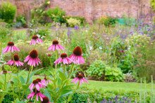 Echinacea Flowers In English Country Garden With Wall In Background