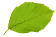 leaf of beech tree isolated