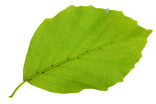 Leaf Of Beech Tree Isolated