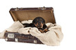 Ptetty puppy in old vintage suitcase isolated on white background