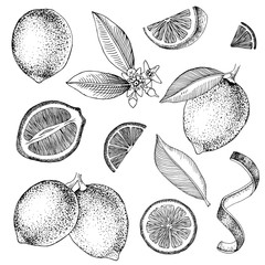 Wall Mural - Hand drawn limes. Blooming lime branch, half of lime, lime slices, skin and leaves.