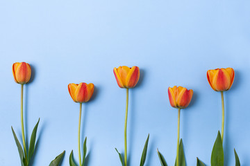 Composition of beautiful flowers with copy space. Yellow and red tulips flowers on pastel blue background. Concept for holidays. Valentine's Day, 8th march, Mother's Day. Flat lay, top view.