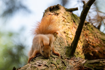 red squirrel