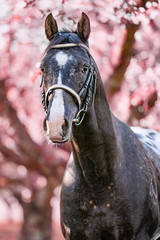 Wall Mural - Stunning horse spotted stallion in blossoming trees on spring season.