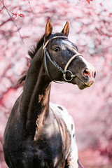 Wall Mural - Stunning horse spotted stallion in blossoming trees on spring season.