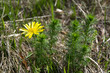 W maju na suchych murawachzakwita Miłek wiosenny (Adonis vernalis L.) – gatunek rośliny należący do rodziny jaskrowatych.
miłek wiosenny, kwiat wiosny, murawy