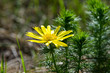W maju na suchych murawachzakwita Miłek wiosenny (Adonis vernalis L.) – gatunek rośliny należący do rodziny jaskrowatych.
miłek wiosenny, kwiat wiosny, murawy