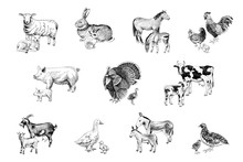 Large Set Of Farm Animals With Their Babies