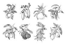 Hand Drawn Citrus Fruits Branches