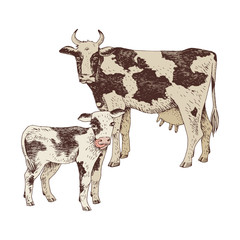 Wall Mural - Spotted cow and calf. Farm animals familie.