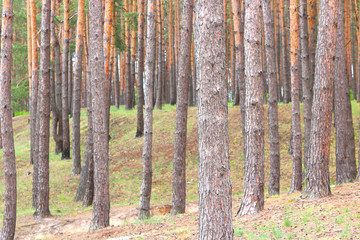 Wall Mural - Beautiful brown pine trees in pine forest among other pines