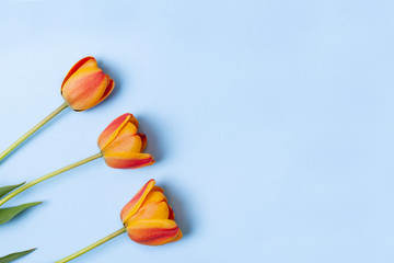 Composition of beautiful flowers with copy space. Yellow and red tulips flowers on pastel blue background. Concept for holidays. Valentine's Day, 8th march, Mother's Day. Flat lay, top view.