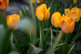 Fototapeta Tulipany - Gelbe Tulpen im Garten