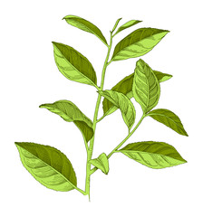 hand drawn tea plant branch