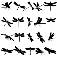 Vector Isolated Dragonfly Silhouettes Set