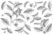 Hand drawn set of tea plant branches, leaves and flowers