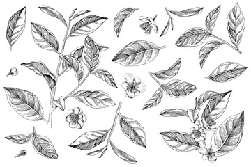 Hand drawn set of tea plant branches, leaves and flowers