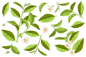 Wall Mural - Hand drawn set of tea plant branches, leaves and flowers