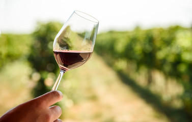 Man hand holding glass of red wine in vineyard field. Wine tasting in outdoor winery restaurant travel tour.