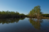 Fototapeta Krajobraz - Russia, Kuznetsky Alatau. Flooded with spring water, the shore of the Tom river near the village of Osinovoe Pleso.