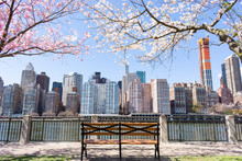 Empty Bench Under Cherry Blossom Trees During Spring Along The East River At Roosevelt Island With A New York City Skyline View