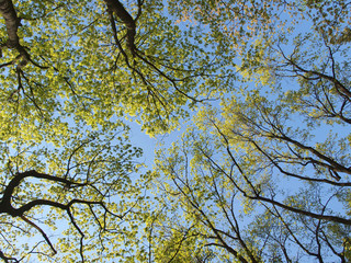 Wall Mural - tall trees against a blue spring sky