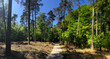 © TravelTelly - Panorama from a path through National Park De Hoge Veluwe