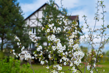 Wall Mural - Blooming cherry tree in front of house