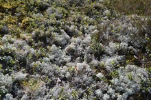 Gray Lichen Cladonia Rangiferina Or Reindeer Grey Lichen. Beautiful  Forest Moss Background