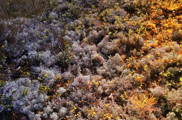 Wall Mural - Gray Lichen Cladonia rangiferina or Reindeer grey lichen on yellow sunlight. Beautiful  forest moss background