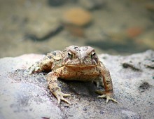 Close-up Of Frog On Rock