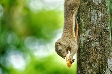 Close-up Of Squirrel Eating While Hanging Upside Down On Tree Trunk