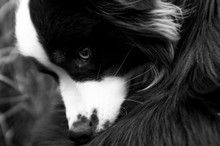 Black White Dog Head Close-up Idyllic