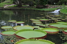 Lily Pads On Pond