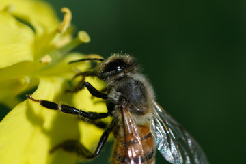 bee on yellow flower