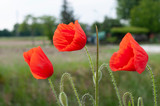 Fototapeta Maki - red poppy in the field