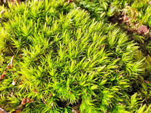 Smooth Beautiful Green Moss In The Sunlight Like A Carpet