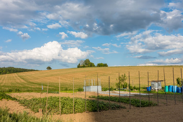 Wall Mural - Gemüse anbauen im Schrebergarten