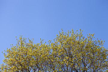 Aufkleber - spring maple branches with leaves