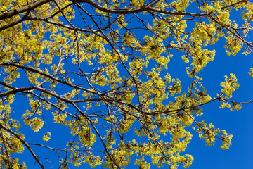 Aufkleber - spring maple branches with leaves