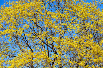 Aufkleber - spring maple branches with leaves