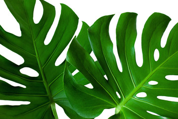 closeup beautiful Monstera leaf isolated on white background, Flat lay