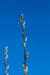 Poster - a branch with blossoming spring leaves.