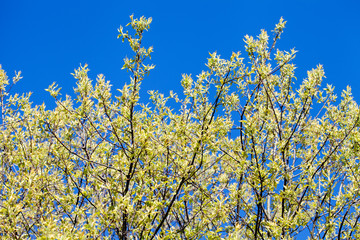 Canvas Print - trees with blossoming spring leaves.