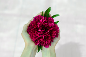 Wall Mural - The girl holds a peony flower in her hands. Red flower in the hands of a girl.