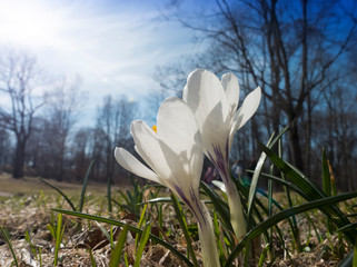 Wall Mural - white crocus on a glade on background of blue sky..