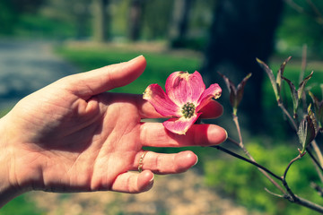 female hand with a ring holding a beautiful pink dogwood bud in springtime 