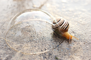 A snail crawls on a wet concrete surface, a soap bubble