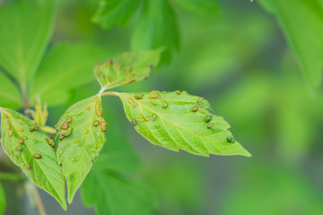 Box Elder Pouch Galls in Springtime